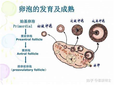 正常卵巢有几个卵泡