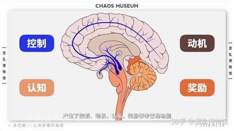 多巴胺的作用有哪些