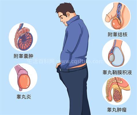 睾丸旁边长了个硬肉球怎么回事