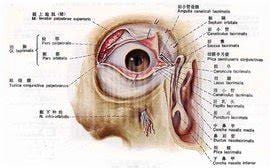 结膜囊在眼睛什么位置