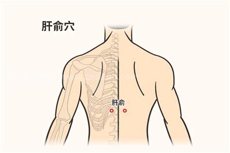 肝俞穴的准确位置图和作用