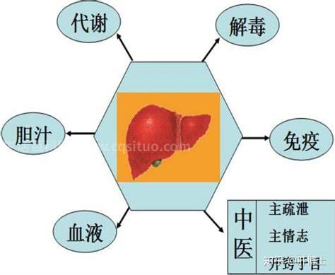 肝功能最主要的2个指标是什么