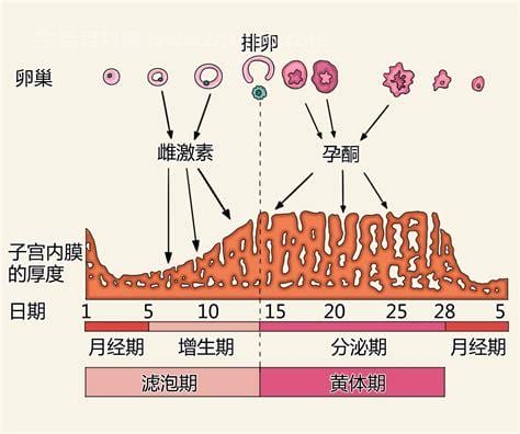 月经周期怎么算最准确