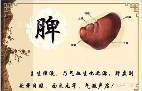 脾的作用和功能是什么